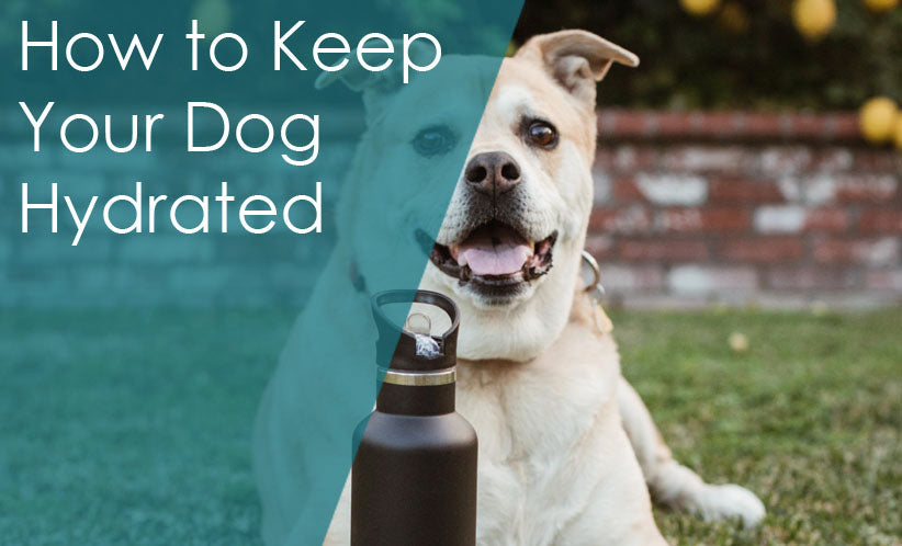 How to Keep Your Dog Hydrated